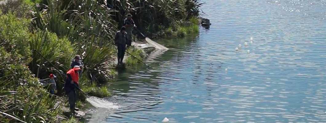 whitebait fishing regulations